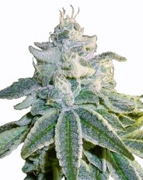 OG Kush Autoflower cannabis seeds