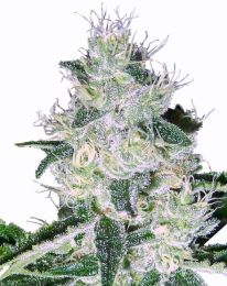 White Widow Autoflower seeds