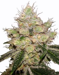 Caramelicious Autoflower seeds