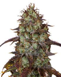 Carbon Fiber Feminized