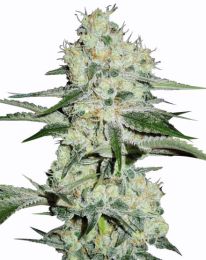 The Cheese Marijuana seeds