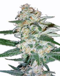 Cheese Cake Feminized Cannabis Seeds