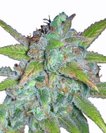 Early Misty Cannabis Seeds