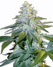 Euphoria Feminized Cannabis Seeds