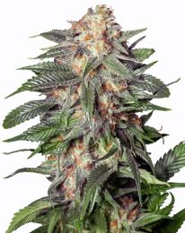 Gelato Autoflower Cannabis Seeds