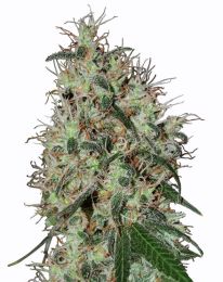 Grapefruit Feminized Cannabis Seeds