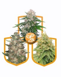 High Yield Feminized Marijuana Pack