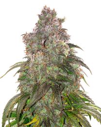 Jack Herer Autoflower