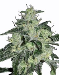 Northern Lights Autoflower seeds
