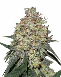 Pineapple Express Feminized Cannabis Seeds