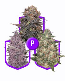 Purple Strains Variety Pack