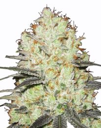 Grape Ape Feminized – Special Offer