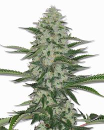 THC Bomb Feminized