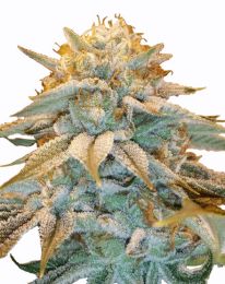 White Widow Feminized Marijuana seeds