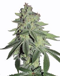 White LSD Feminized Cannabis Seeds