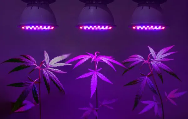 The different types of cannabis grow lights