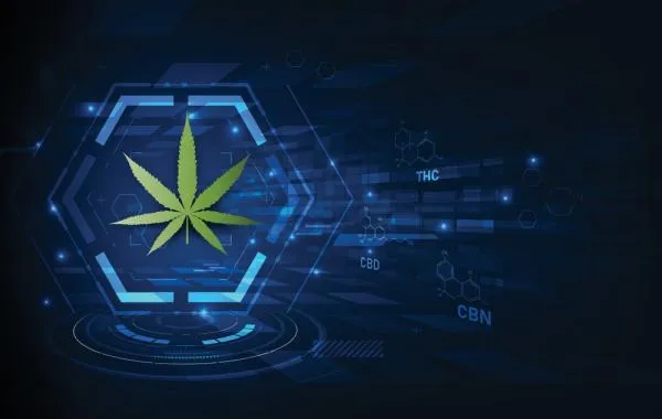 What is the Endocannabinoid System and How Does Cannabis Affect It?