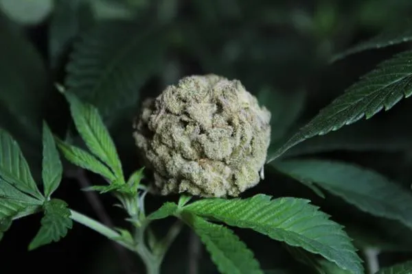 Everything you need to know about White Rhino strain