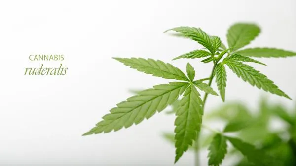What is Cannabis Ruderalis?