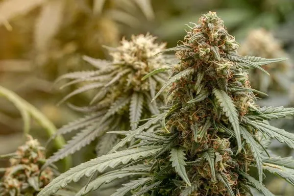 What are heirloom cannabis strains?