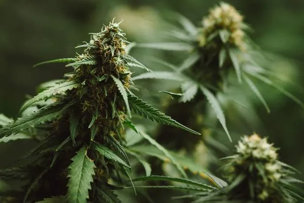 How To Add CO2 To Your Cannabis Grow Room & The Top 4 Benefits