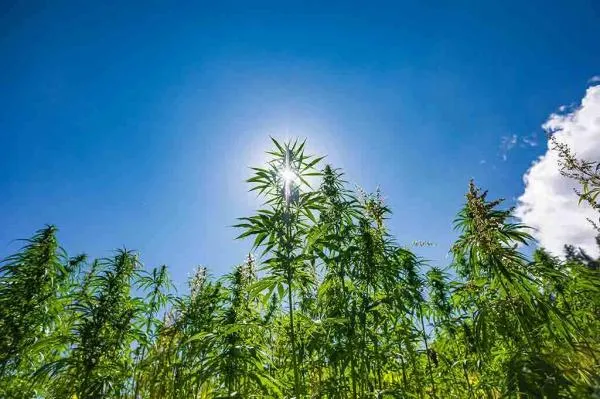 How To Grow Outdoor Weed Successfully