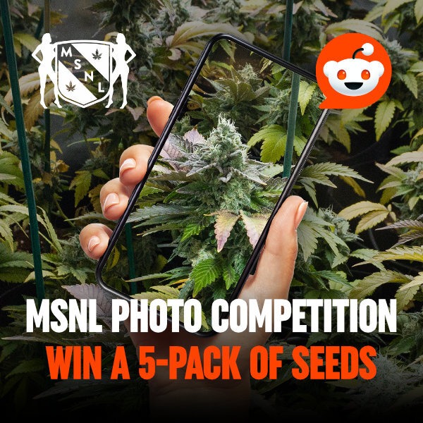Cannabis Seed Competition