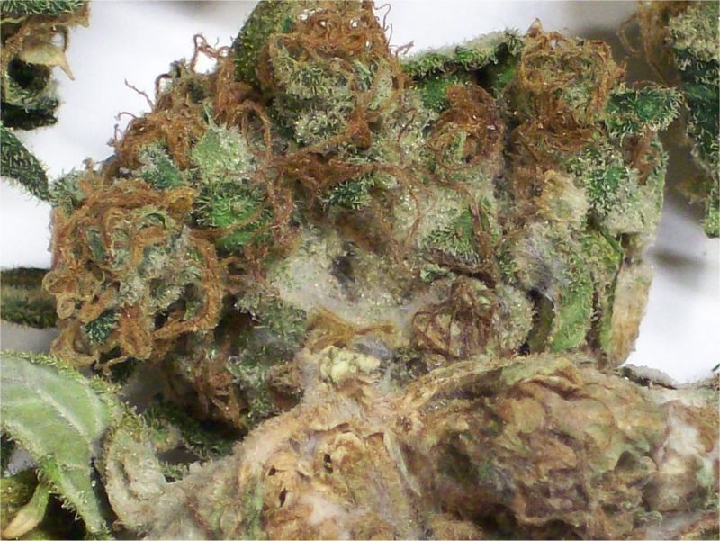 mold in cannabis buds
