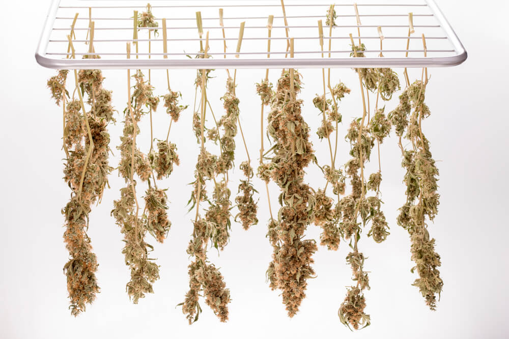 hang drying cannabis branches individually on a clothing rack