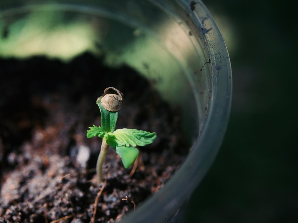 a cannabis plant with its first set of leaves showing the seedling stage