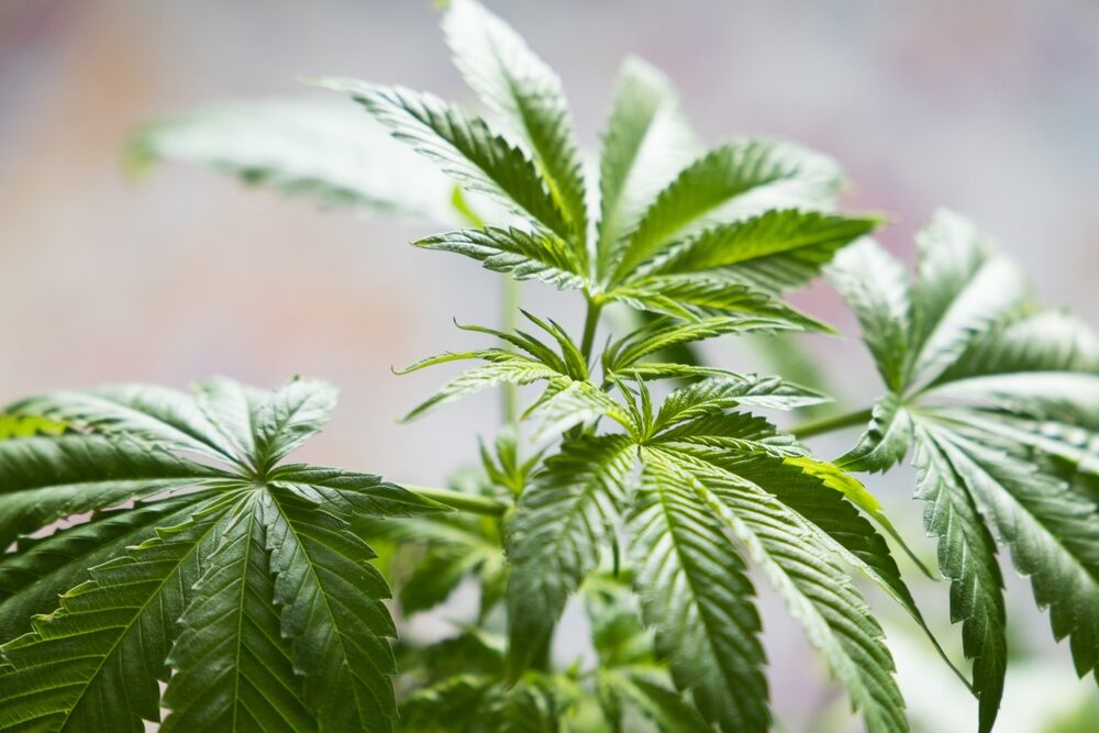 a cannabis plant in the vegetative stage