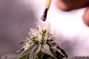 brushing-pollen-onto-flowers