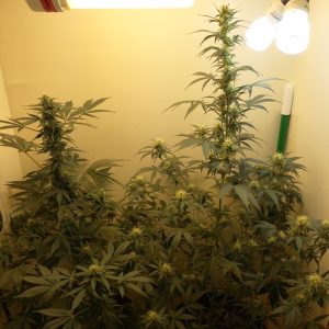 best-indoor-sativa-strains