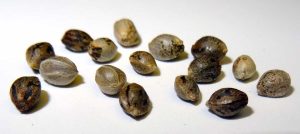 feminized-cannabis-seeds