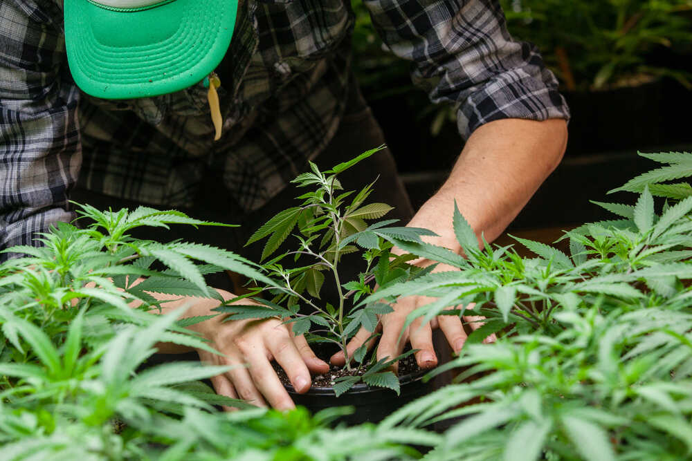 a man in a green hat attending to his cannabis plants