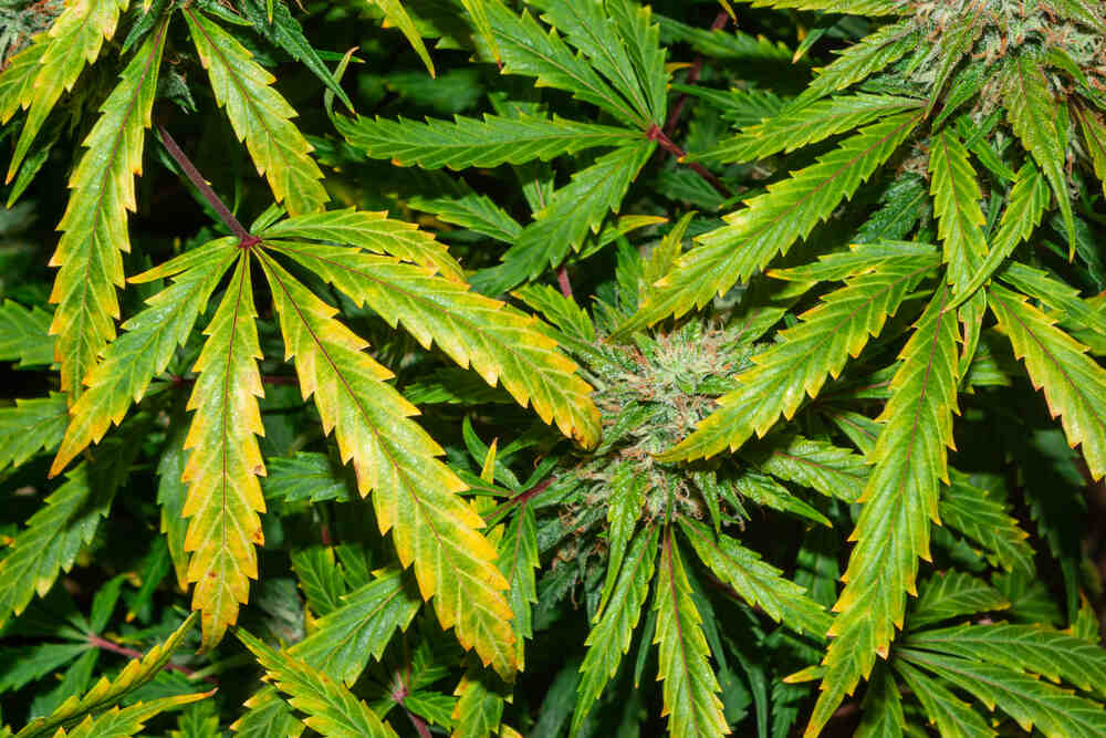 many cannabis plants that are showing signs of potassium deficiency with yellowing leaves and burnt tips on the leaves