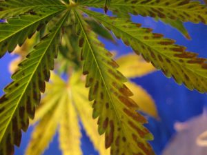 marijuana nutrient deficiencies