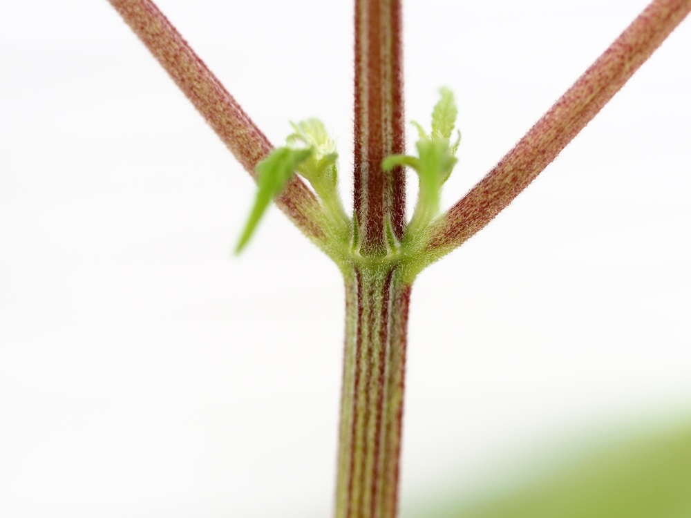 red stems on a cannabis plant which indicated the start of phosphorus deficiency
