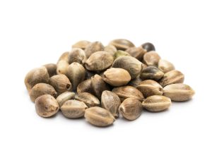 Cannabis seeds (1)