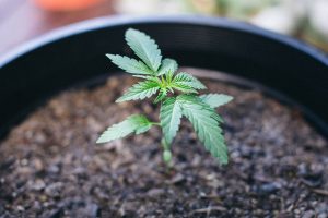 best soil for growing weed