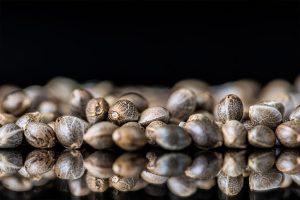 Cannabis Seeds