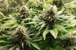 Fast Flowering Cannabis Strains