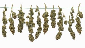 hang drying cannabis plants