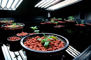 growing weed in DWC hydroponics setup