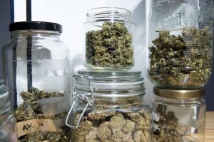 weed being stored for freshness using mason jars