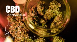 Buds-of-some-of-the-best-CBD-strains-in-a-mason-jar