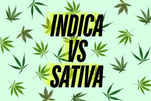 sativa-vs-indica