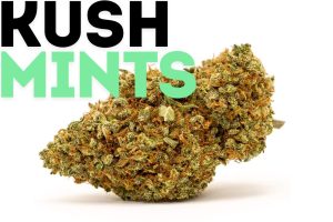 kush-mints-strain-bud