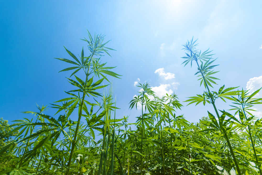 cannabis plants stretching outside with a blue sky
