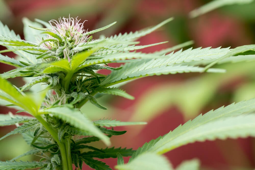 a close up photo of a cannabis plant going into the flowering stage